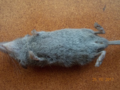 Crocidura minore vittima del gatto